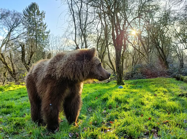Brown bear on all fours, standing on grass with trees in the background, in sunlight