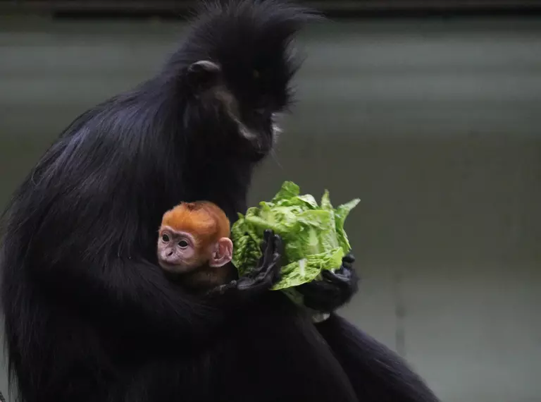 Baby Francois langur pokes head out from under Mum's arm as she eats lettuce