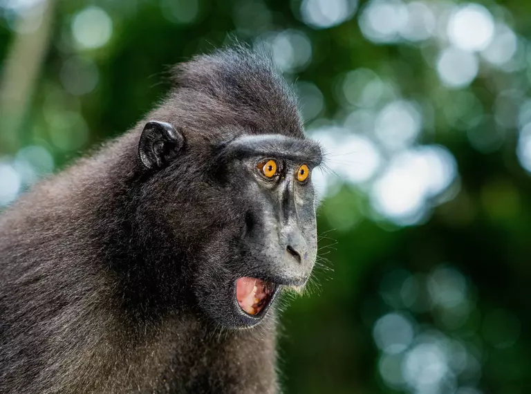 Sulawesi crested macaque with mouth open
