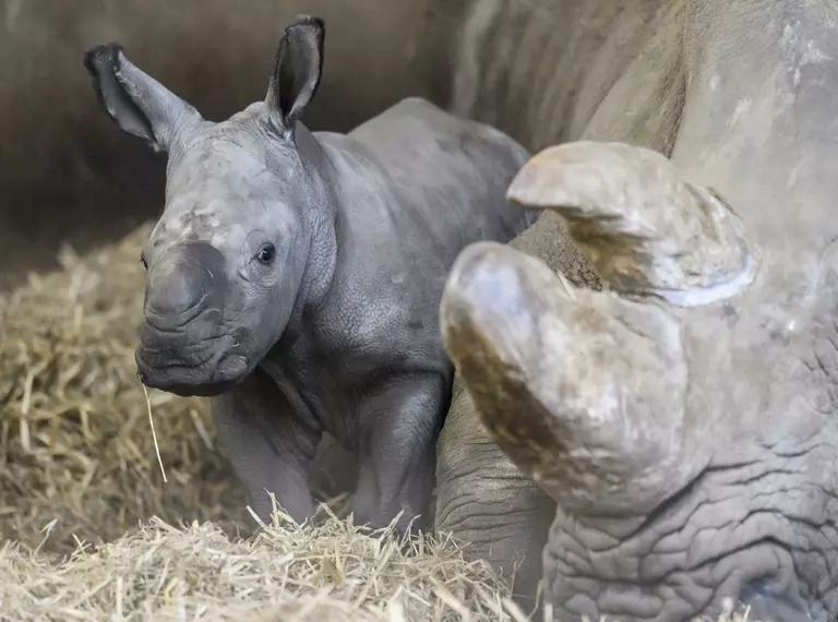 Baby rhino lying next to Mother and her horn