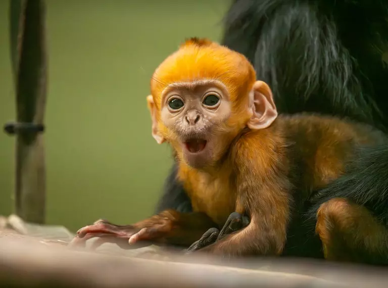 Baby francois langur at Whipsnade Zoo