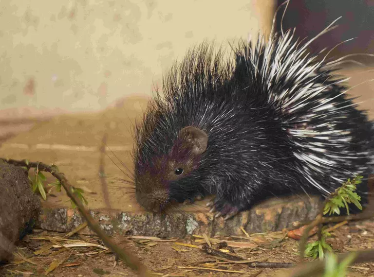 Baby porcupine sniffing the ground standing on log