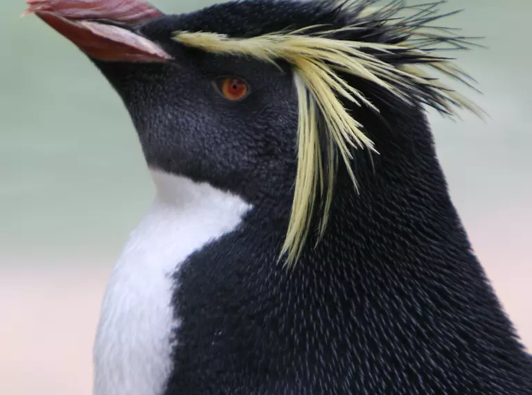 Rockhopper penguin with yellow crest and red eyes