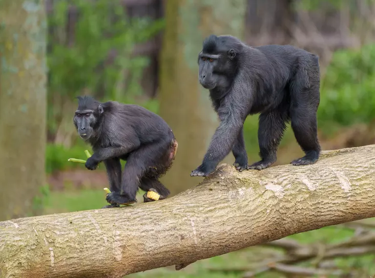 Sulawesi crested macaques at Monkey Forest