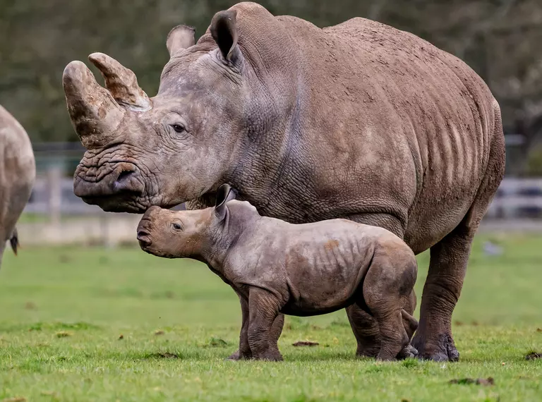 Baby rhino stands next to Mum, lifting head up to her in grass paddock.