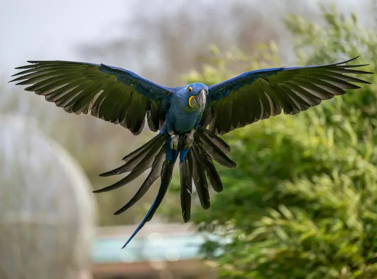 Hyacinth macaw at Whipsnade Zoo's Birds of the world show