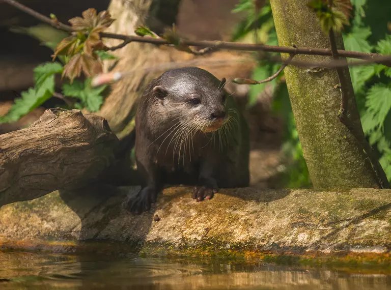Otter by a pool in Whipsnade Zoo