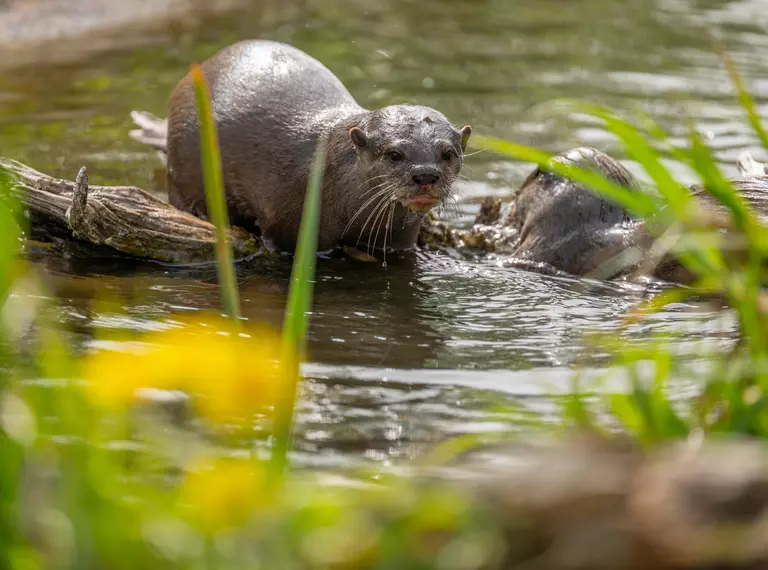 Asian small-clawed otters by flowers in the water at Whipsnade Zoo