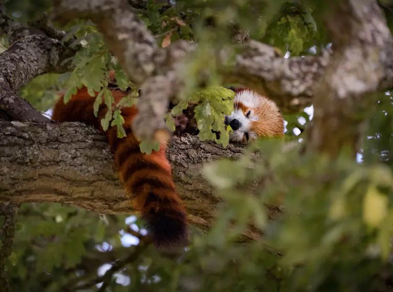 Ruby the red panda at Whipsnade Zoo sleeping in an oak tree
