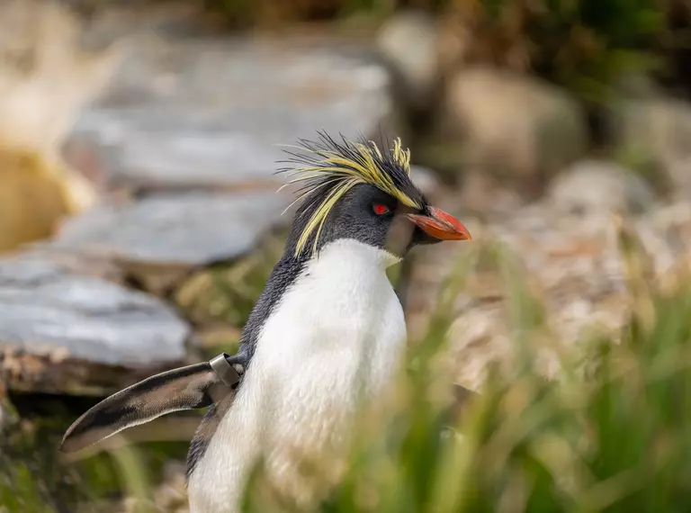 Rockhopper penguin at Whipsnade Zoo