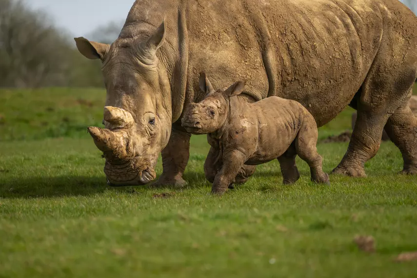 White Rhinos at Whipsnade Zoo - Benja calf with mum