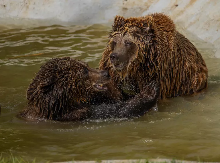 Bears laying at the Zoo - European brown bears