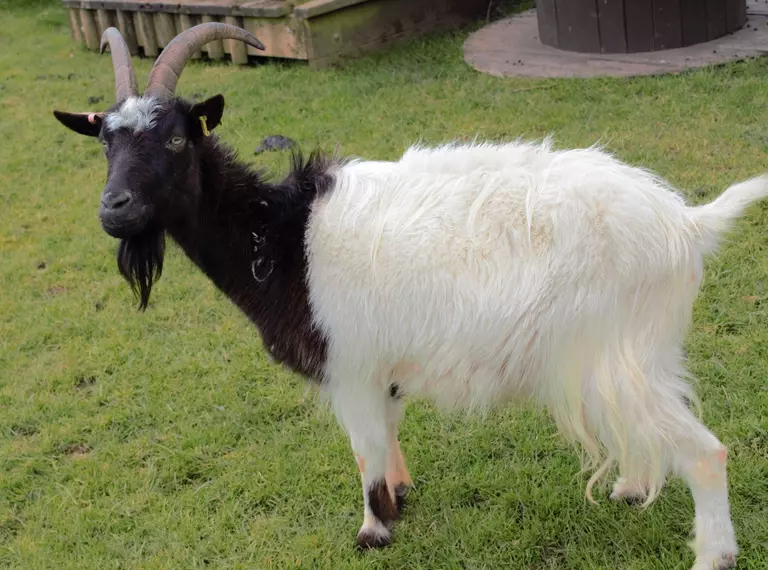 Bagot Goat at Whipsnade zoo