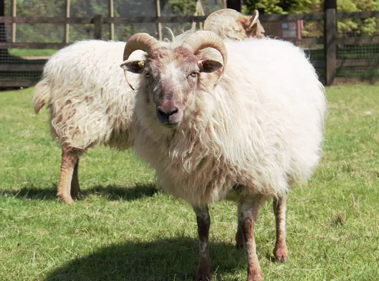 Boreray sheep at Whipsnade zoo