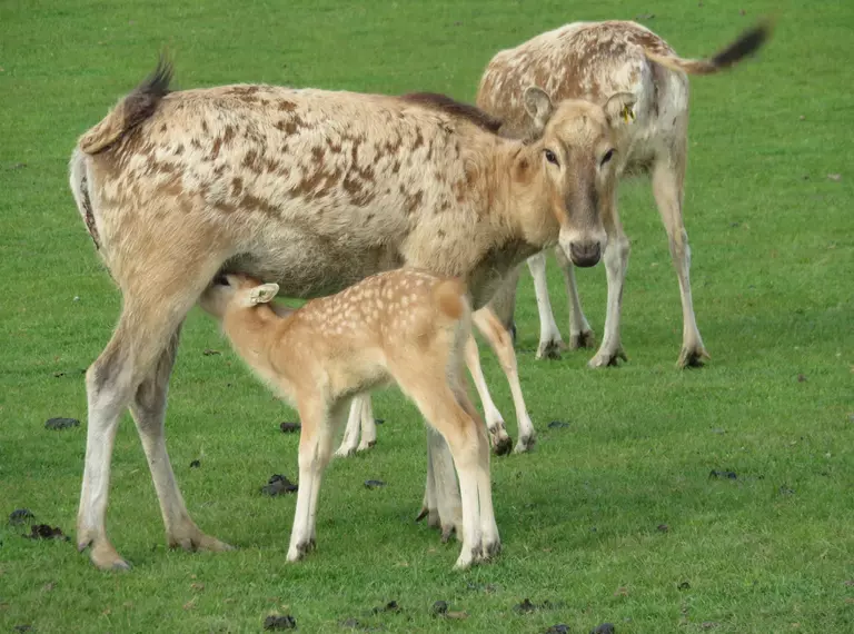 A newborn Pere David deer suckles from its mother at Whipsnade Zoo (C) Gracie Gee_ZSL.jpg