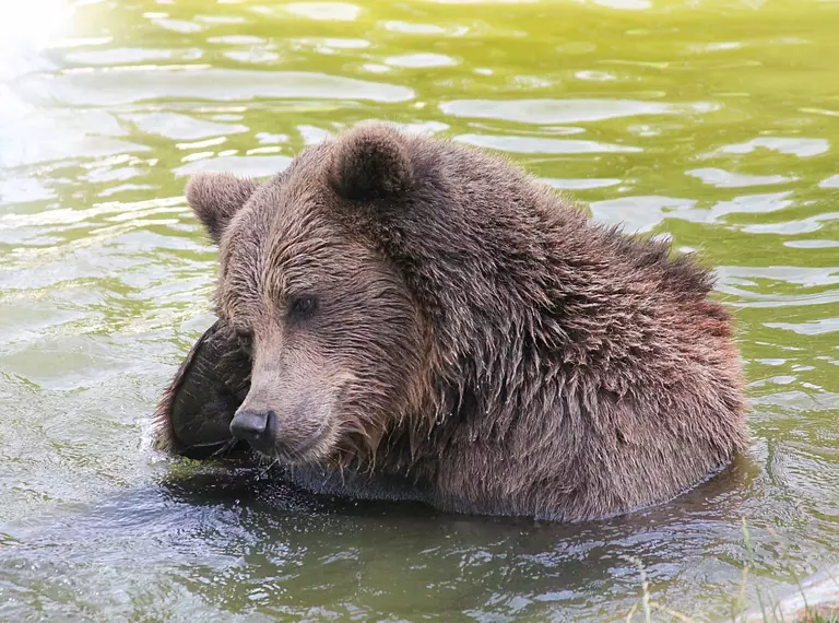 European brown bear enjoying water at Whipsnade Zoo