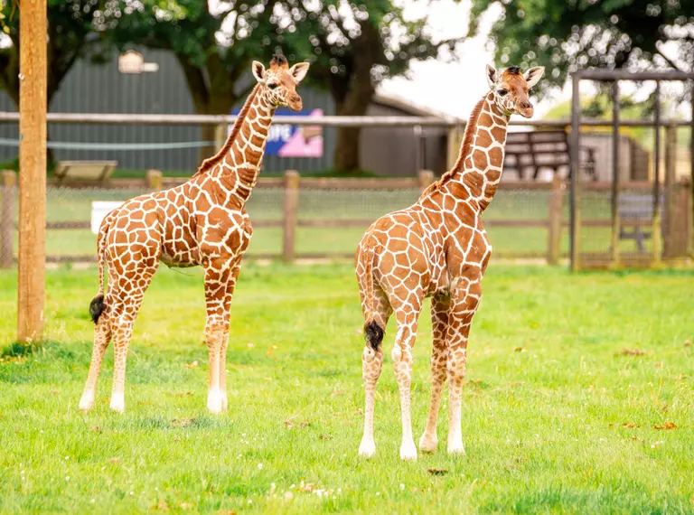 Two baby giraffe calves pictured outdoors in their paddock 