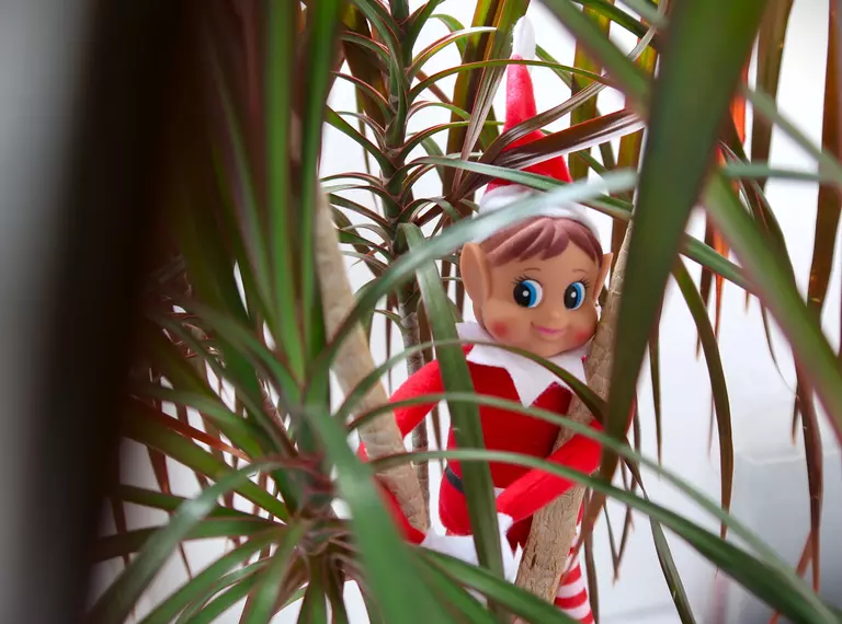 Elf on the shelf hiding in a plant