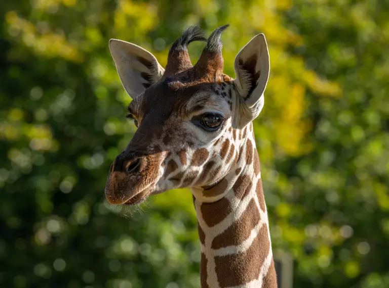 Giraffe at Whipsnade Zoo