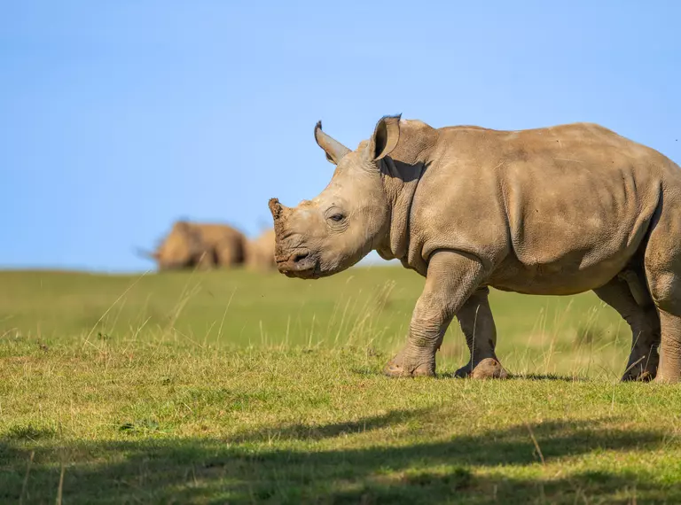 Rhino at Whipsnade Zoo