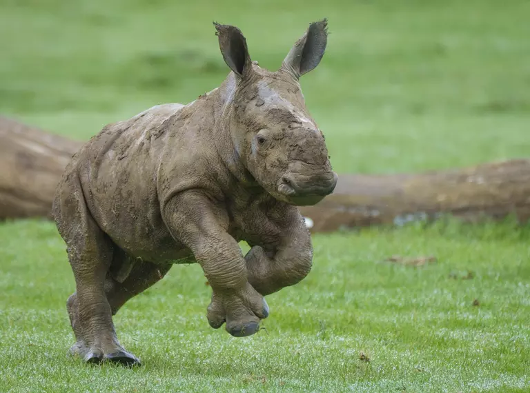 Baby southern white rhino exploring his outdoor paddock for the first time at Whipsnade Zoo