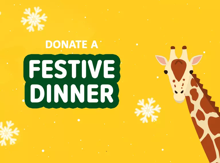 Donate a festive dinner