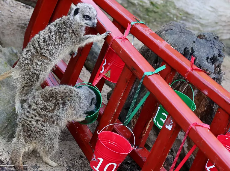 Meerkats at Whipsnade Zoo Christmas 