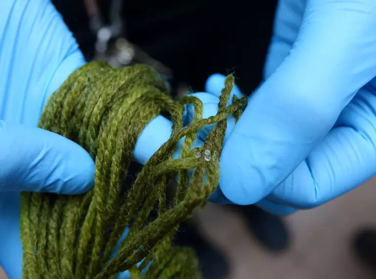 Three tiny translucent Boxer pupfish eggs on wool 