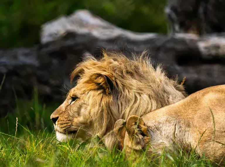 African lion at Whipsnade