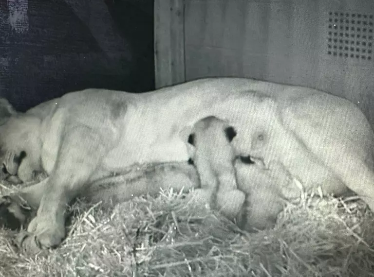 African lioness Winta nurses her three newborn cubs at night inside their cosy den