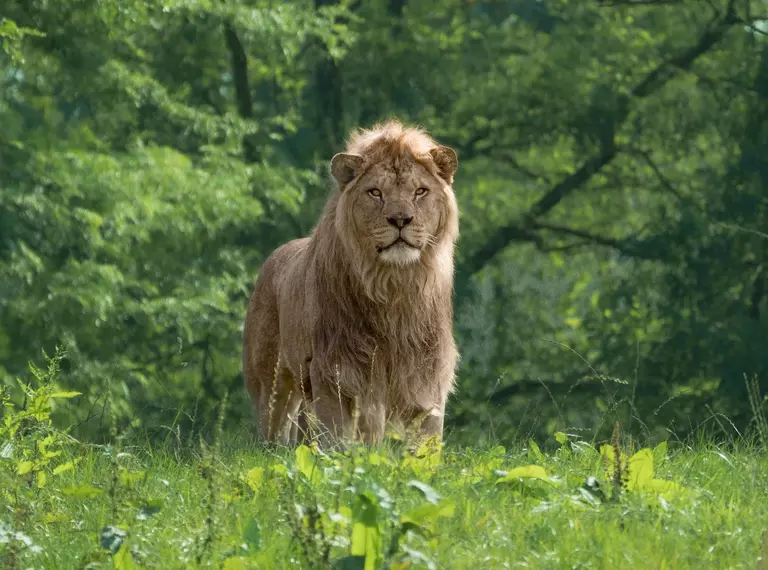 Dad Malik the lion at Whipsnade Zoo