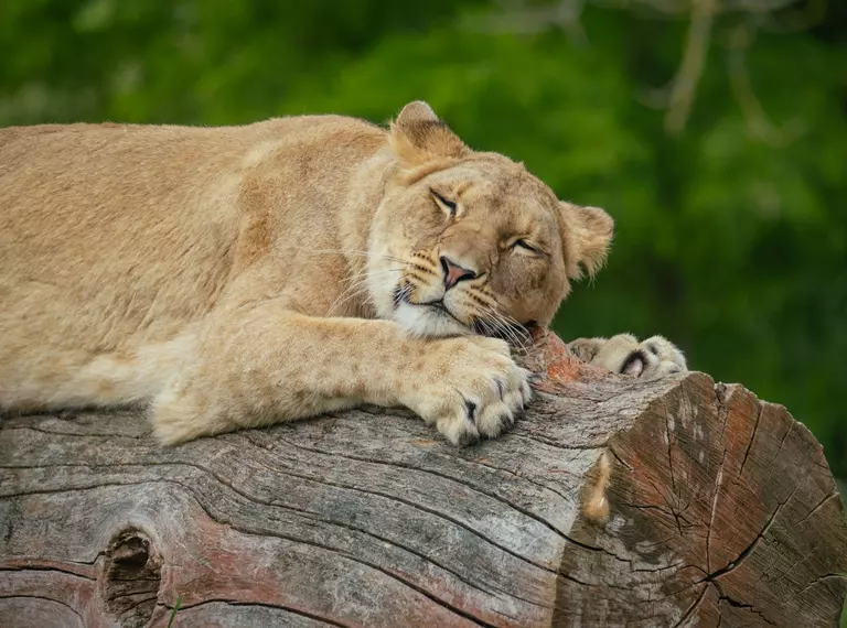 Mum winta sleeping on a log 