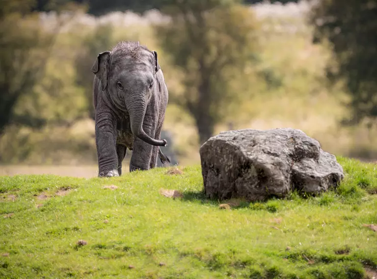 Asian elephant calf Nang Phaya at Whipsnade Zoo