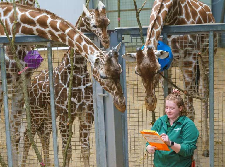 Ijuma, Luna and Myra the reticulated giraffes check the tally is correct for the 2025 stocktake by peering over keeper Helen Rawson's shoulder 