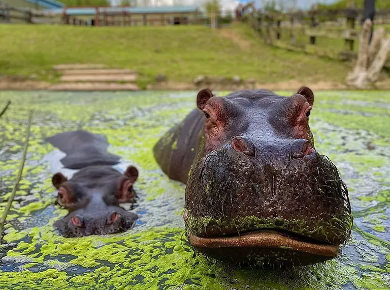 Hordor and Lola hippos at Whipsnade Zoo