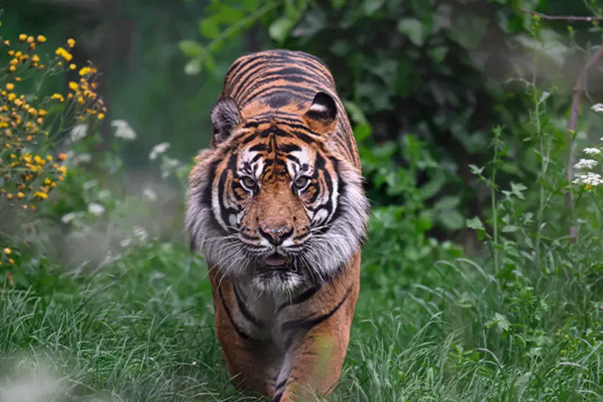 London Zoo tiger cub Crispin