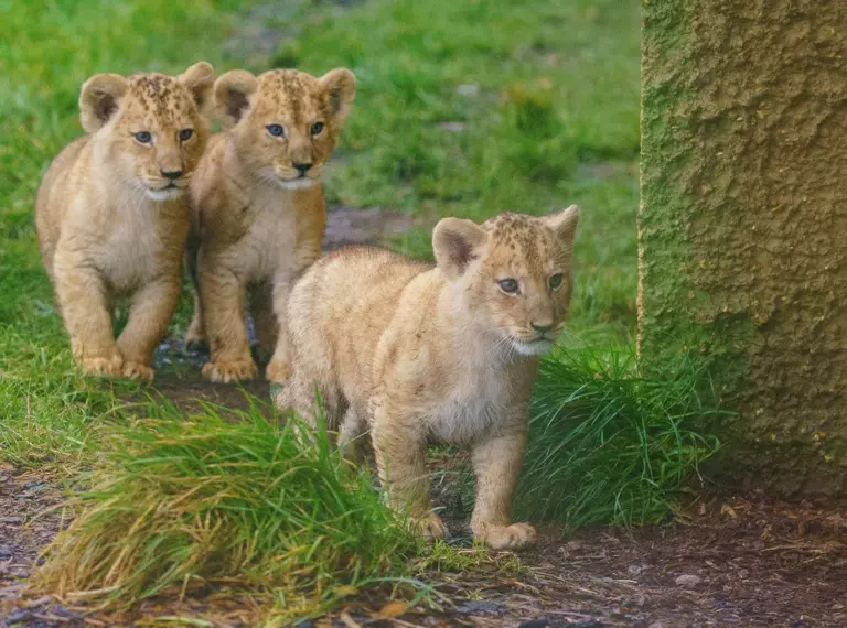 A trio of tiny north african lion cubs exploring the outdoors for the first time