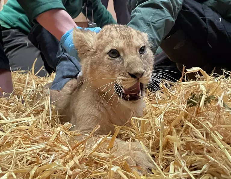 A lion cub has its first health check up at Whipsnade Zoo