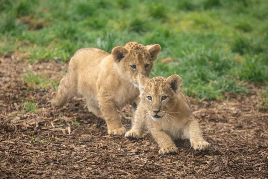 Two of the four lion cubs chasing each other
