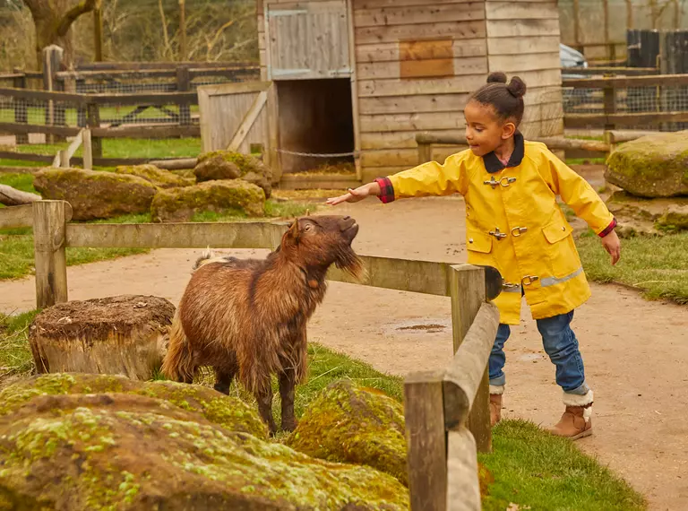 A girl wearing a yellow coat petting a brown pygmy goat