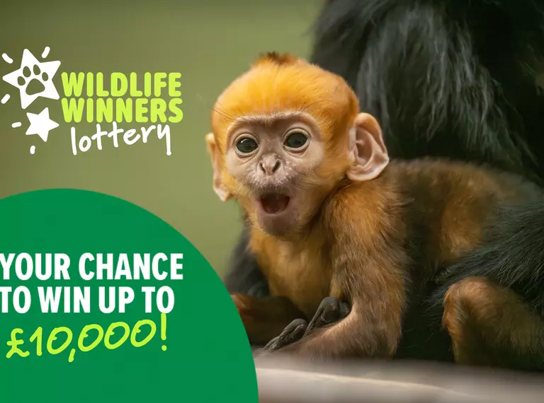 ZSL's Wildlife Winners Weekly Lottery