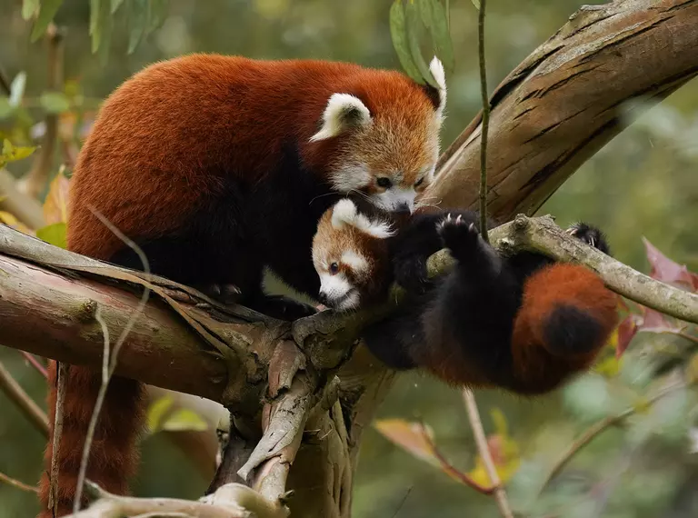 A red panda mum and baby on a branch with leaves in the background