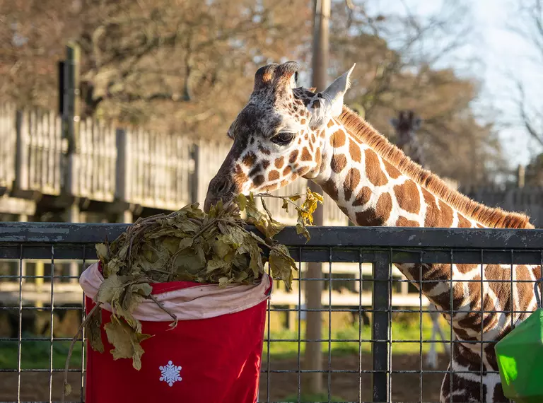 A giraffe calf eating browse from a Christmas stocking