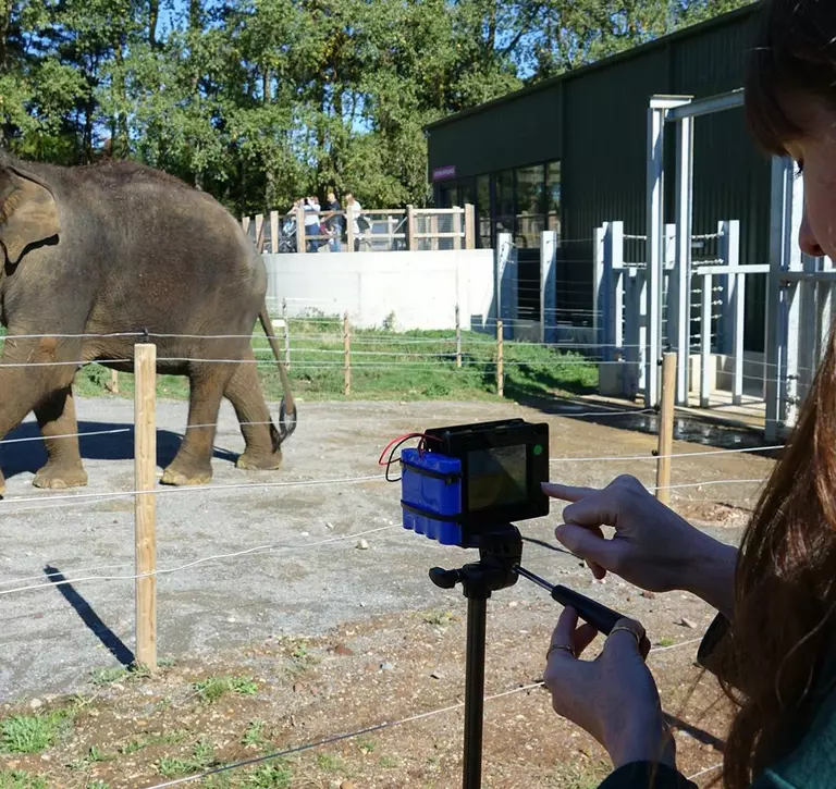Woman using heat sensing technology on elephants for research conservation 
