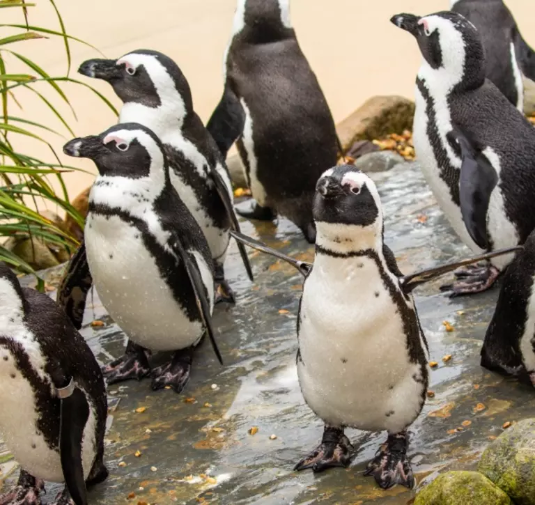 African penguins at Whipsnade Zoo