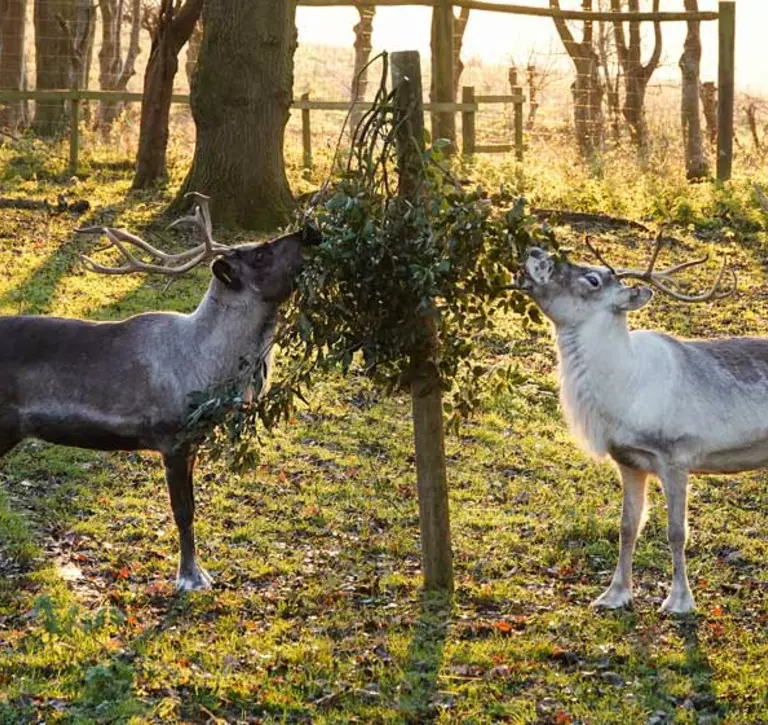 Flora and Heidi the reindeer enjoy some browse in their paddock at Whipsnade Zoo