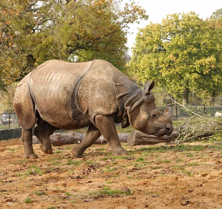 Greater one-horned rhino Hugo in his outdoor paddock at Whipsnade Zoo