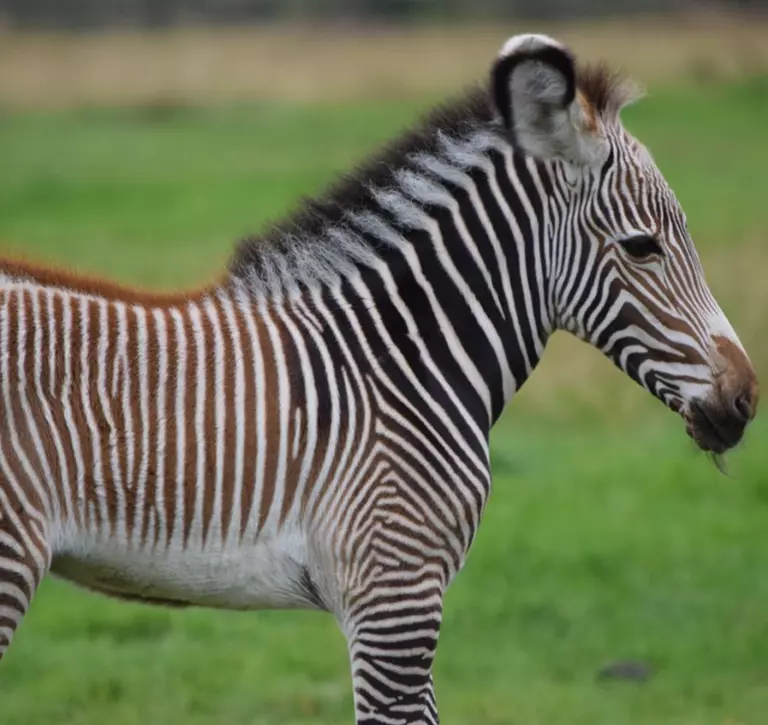 Grevy's zebra foal at Whipsnade Zoo