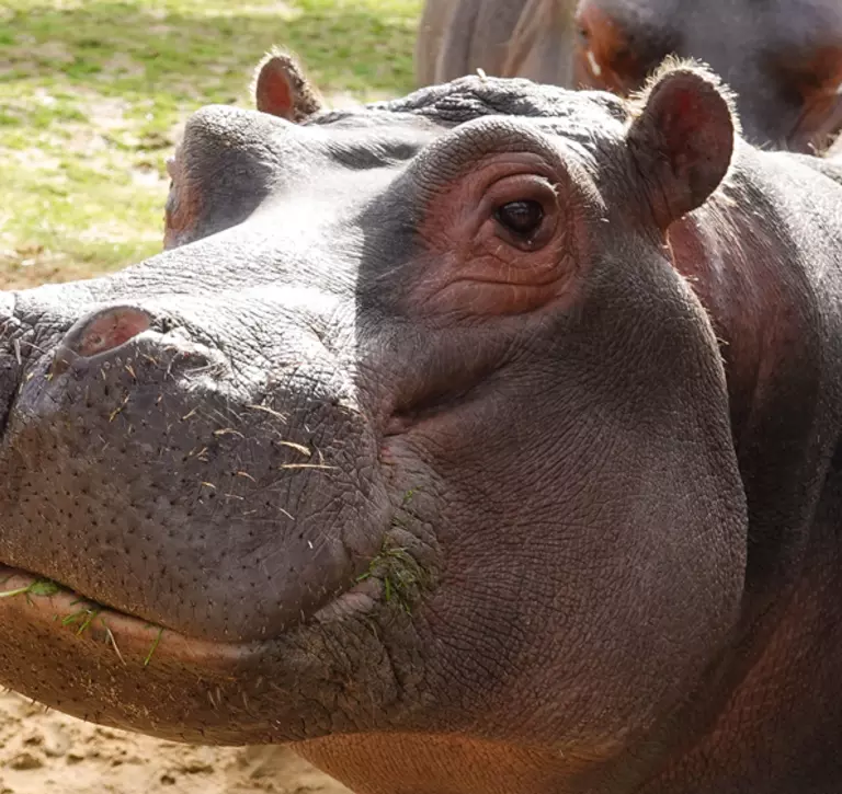 Common hippo Hordor at Whipsnade Zoo