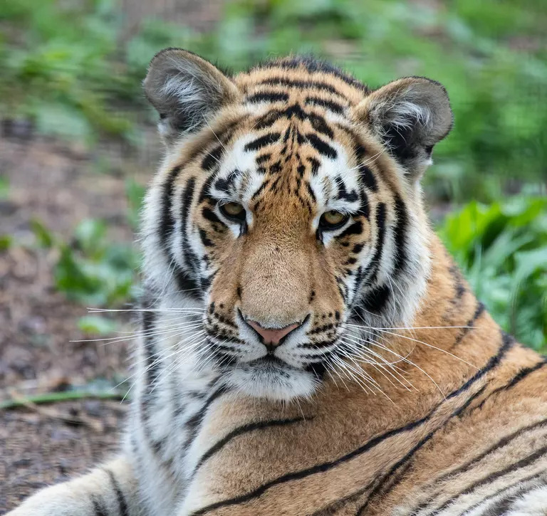 Makari an Amur tiger at Whipsnade Zoo